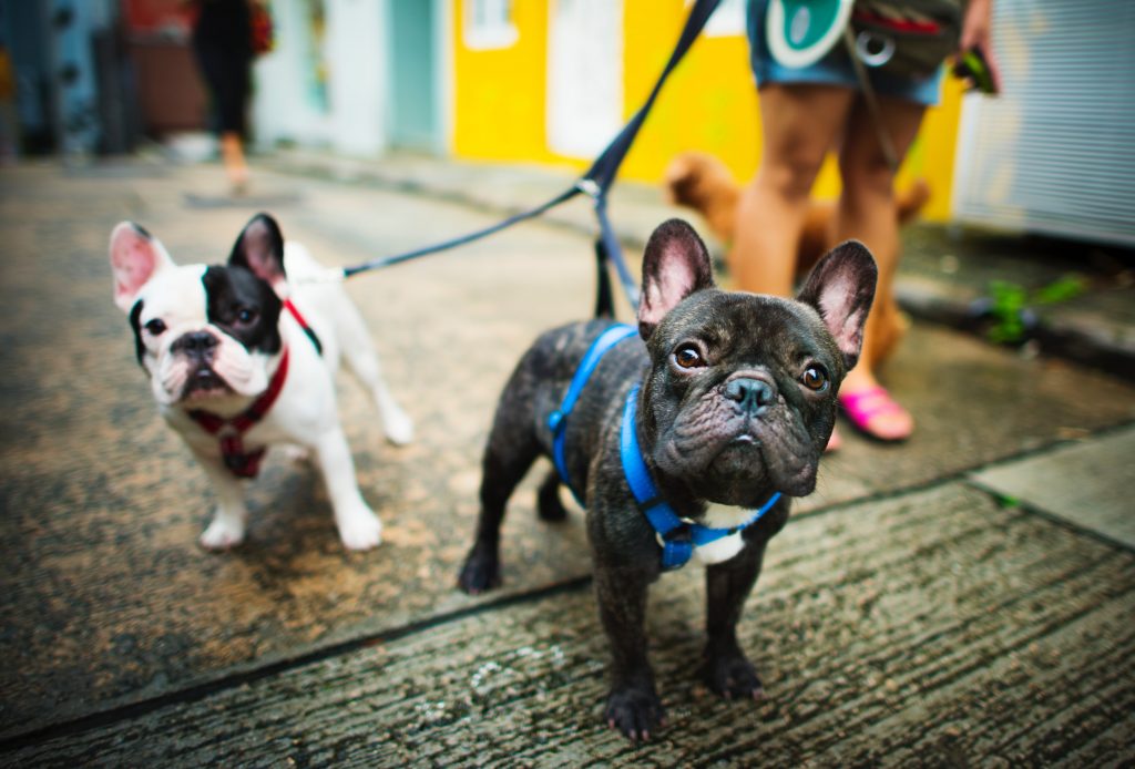 two french bulldogs being walked