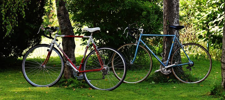 a red bicycle and a blue bicycle leaning against trees