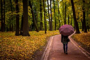 person walking on forest trail holding umbrella
