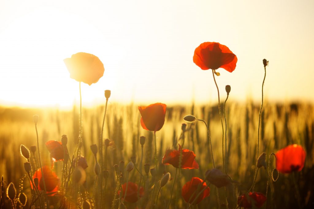 field of poppies with setting sun in the background