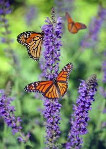 image of butterflies on a purple flower