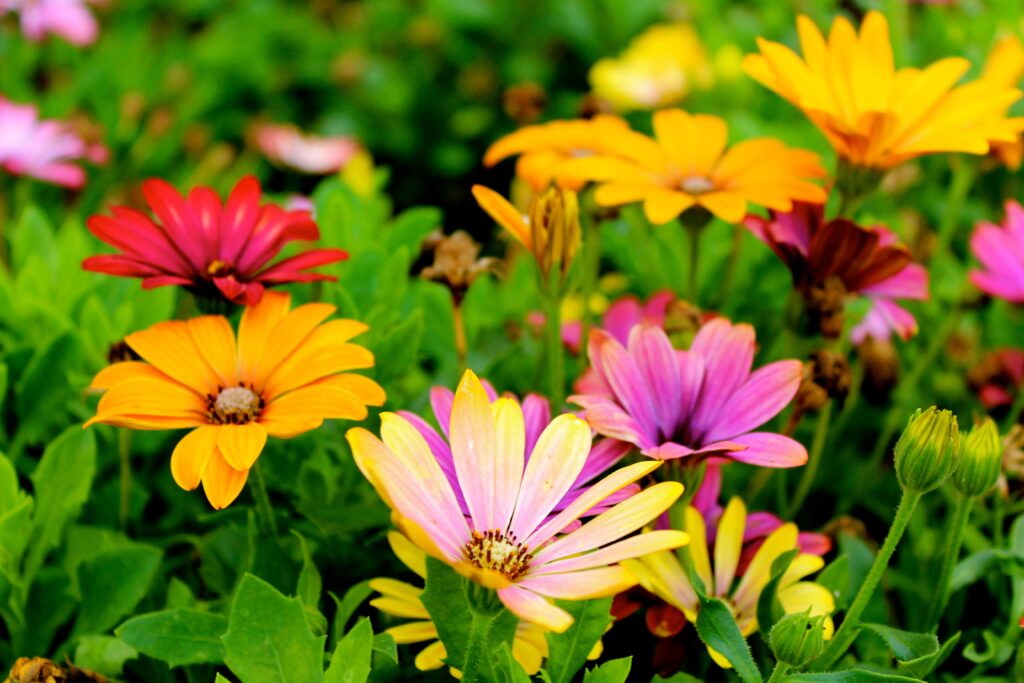 image of colourful flowers