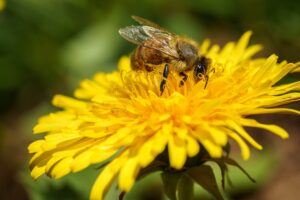 image of a bee on a dandelion flower