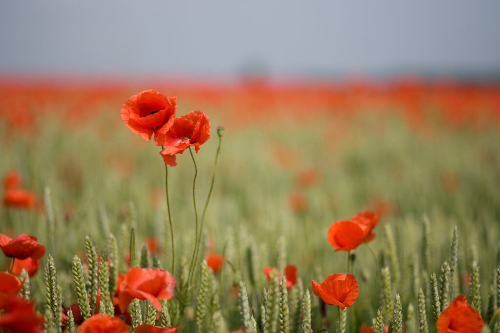 field of poppies