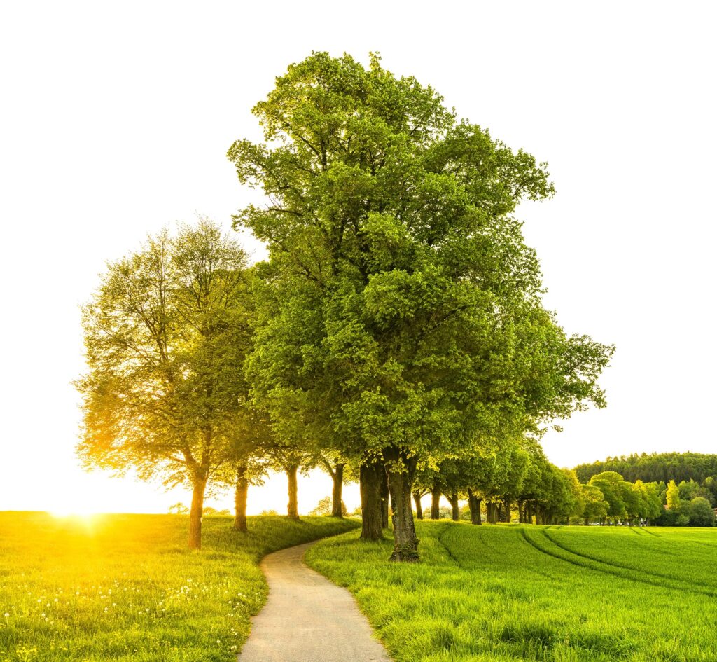 trees along a winding path