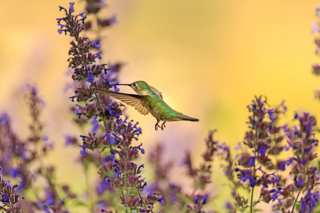 a hummingbird drinking from wildflowers