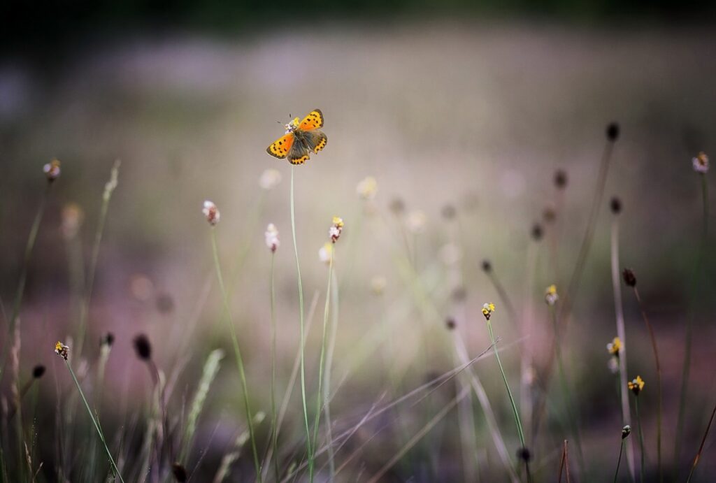 butterfly flying near wildflowers