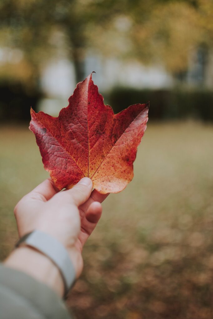 person holding a red maple leaf