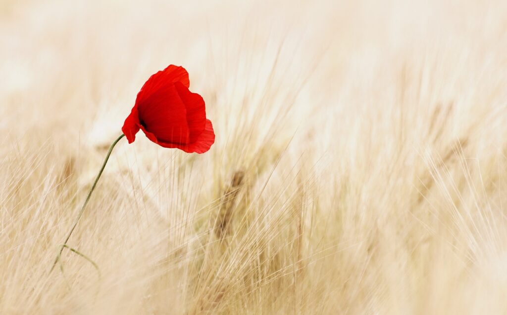 a photo of one lone poppy in a field of light brown wheat or grass