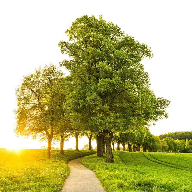 green meadow with large green trees lining a dirt pathway leading to a forest