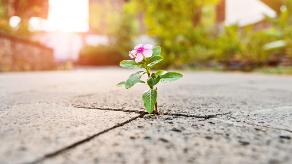 photo of a small pink flower with many green leaves that is growing up between the cracks of paving stones