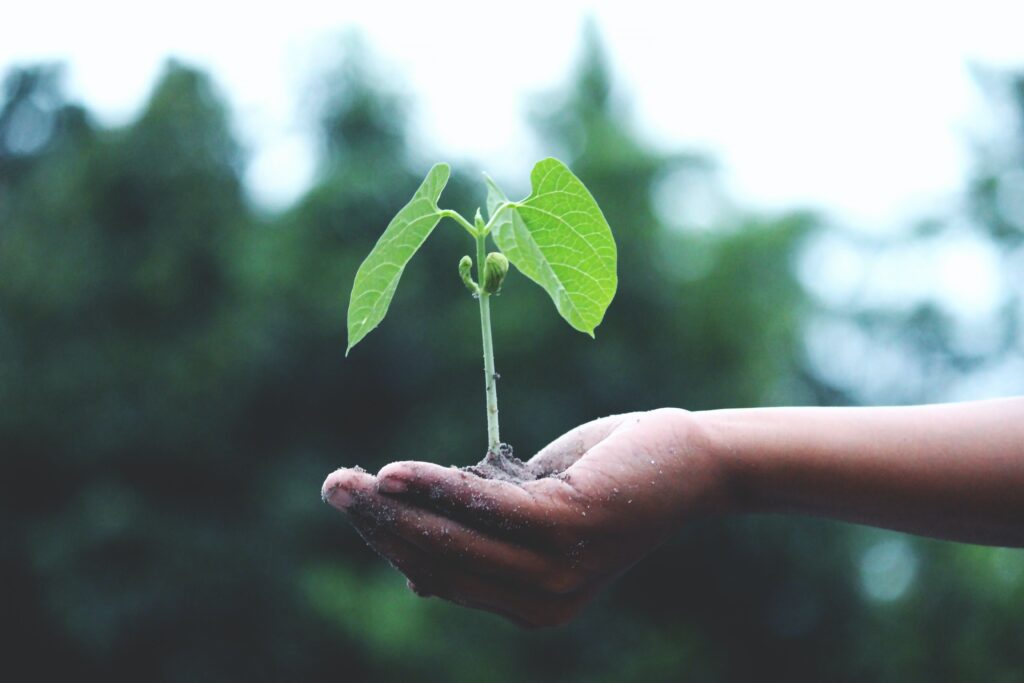 A hand, palm up, holding a small plant seedling. The background is blurred but it appears as though they are outside. / Une main, paume vers le haut, tenant un petit plant. L'arrière-plan est flou mais on a l'impression qu'ils sont à l'extérieur.