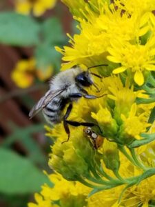 A bee collecting pollen on a clump of dandelion flowers. / Abeille récoltant du pollen sur une touffe de fleurs de pissenlit.