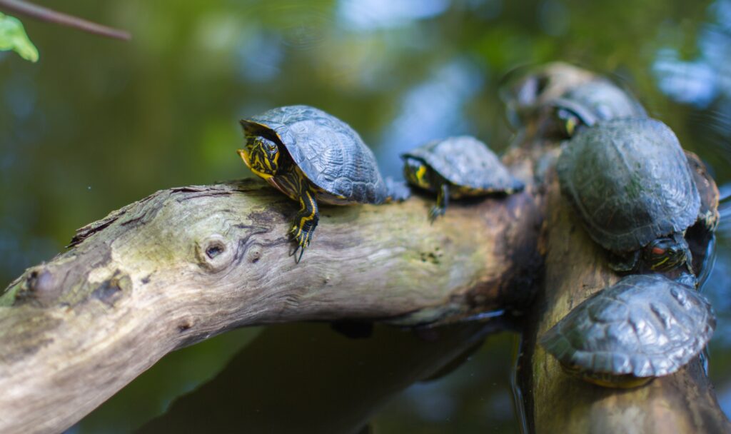 branch with 5 visible turtles resting on it.  The turtles are not very large.  They are dark green-black.  The arms and face have bright yellow stripes and markings.