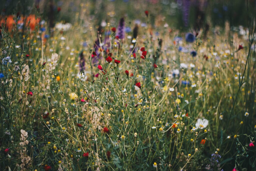 A photograph of  field of wildflowers of all different colours - orange, blue, red, purple, white and yellow speckled among the green stalks of the plants.