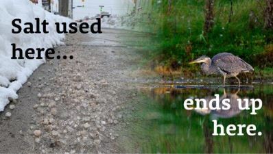 A photograph of a winter road covered in salt on the left that blends into a photo of a Great Blue Heron fishing in a river on the right. Overlaid is text reading "Salt used here...ends up here."