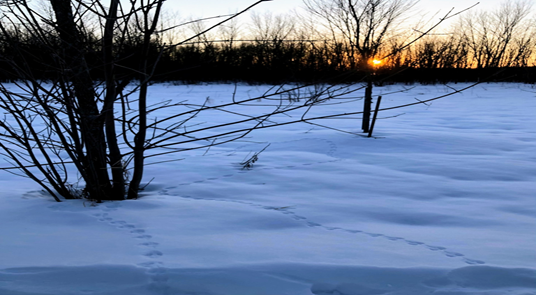 A photograph of a field in winter. There are animal tracks in the snow. The sun is low. There is a treeline along the back of the field. There are two bushes in the field.