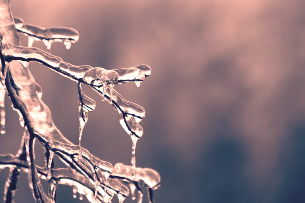 A close up photo of a branch with no leaves. The branch is coated in a layer of ice.